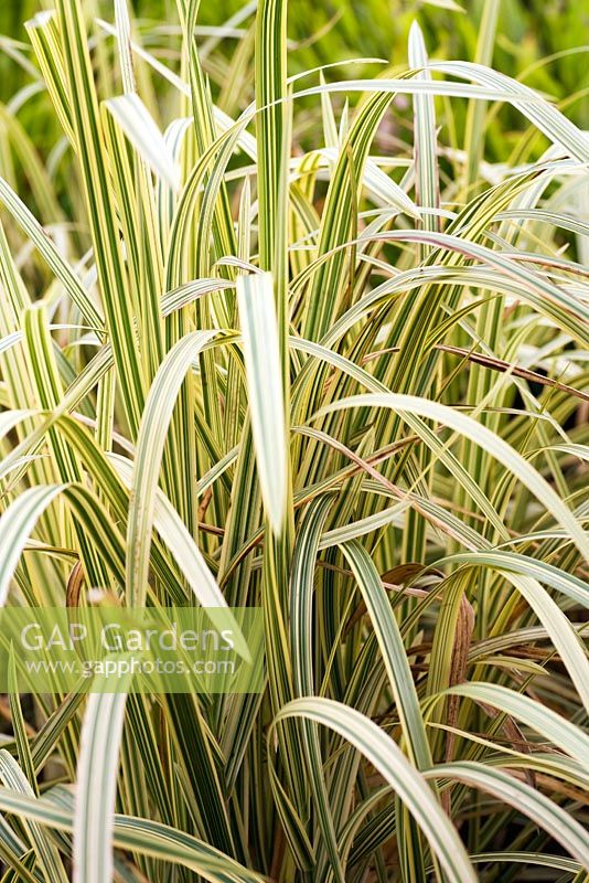 Glyceria maxima var. variegata, variegated reed sweet-grass, late summer, Kew Gardens