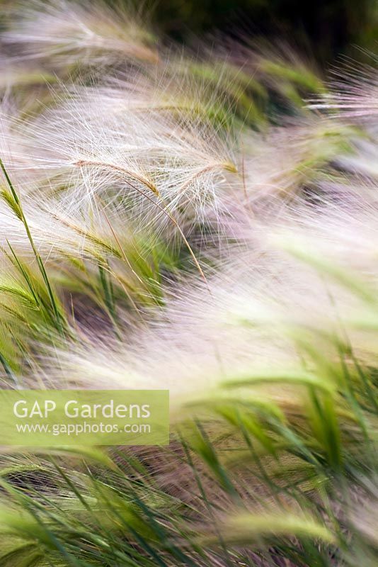 Hordeum jubatum, foxtail barley, mid summer