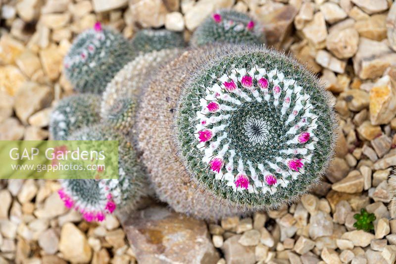 Mammillaria hahniana old lady cactus, old lady of Mexico, old woman cactus, old lady pincushion, May, Surrey, England, UK
