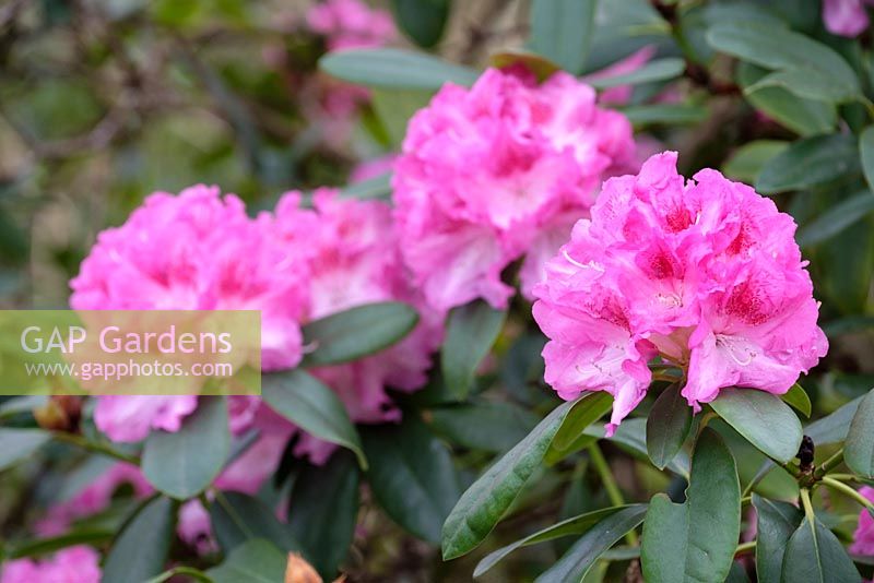 Rhododendron 'Spring Glory', March, Surrey, England, UK