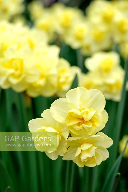 Narcissus 'Yellow Cheerfulness', Daffodils, March, Sussex, England
