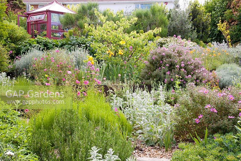 Terraced gravel beds leading to decorative painted greenhouse with Judas tree, Cistus, Stachys, Euphorbia, Centranthus ruber, Iris 'Butterscotch Kiss', Papaver rupifragum. 