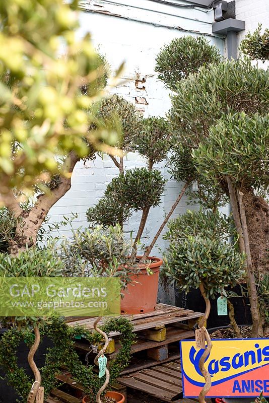 The Norfolk Olive Tree Company