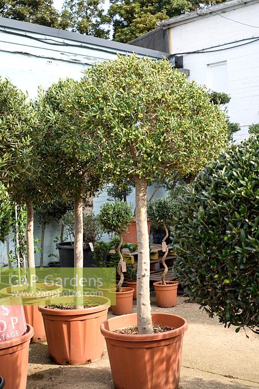 Olea trees in pots. The Norfolk Olive Tree Company