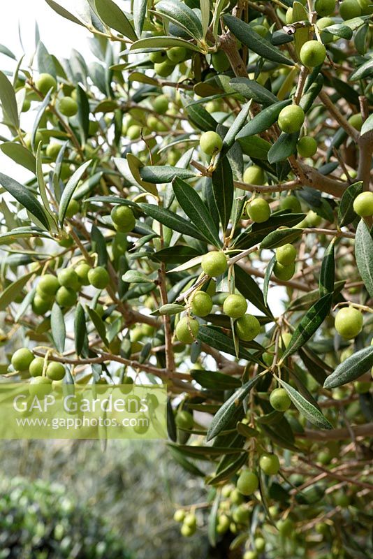 Olea tree in fruit. The Norfolk Olive Tree Company
