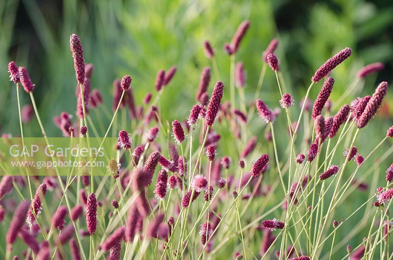 Sanguisorba tenuifolia purpurea