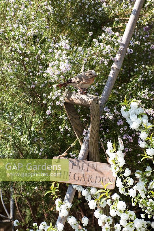 Diosma ericoides - Breath of Heaven, garden fork with sign 'I'm in the garden'