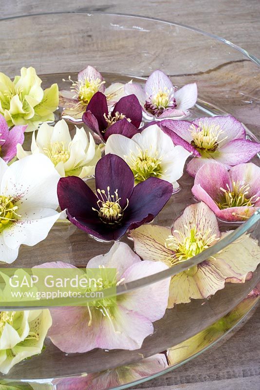 Floating hellebore flowers in glass container