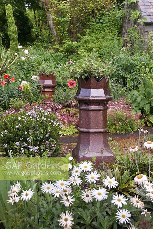 Chimney pots used as planters for Fuchsias - July, Craigieburn, Moffat, Scotland