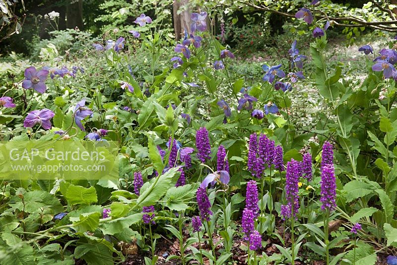 Meconopsis 'George Sherriff Group' and Dactylorhiza elata - Himalayan Blue Poppy and Marsh Orchid - July, Craigieburn, Moffat,  Scotland