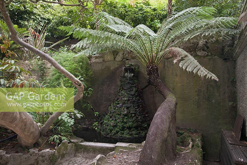 Grotto fountain water feature with ancient tree fern with buttress root - The Quinta da Regaleira, Sintra, Portugal