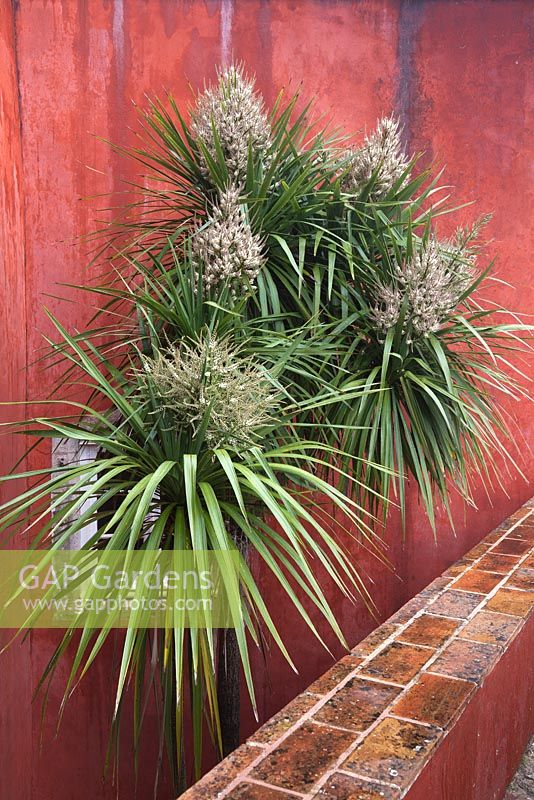 Cordyline australis in flower against red distressed wall - March, Portugal