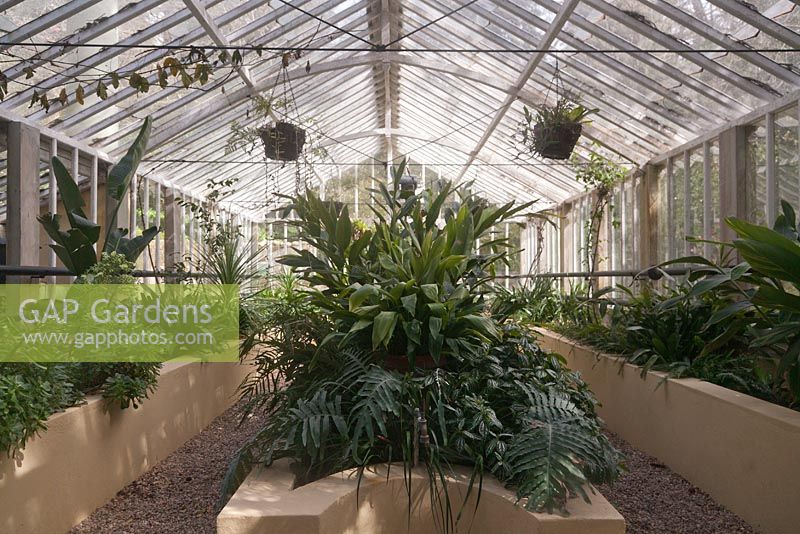 Tender foliage plants growing inside a large greenhouse - March, Pena Palace, Sintra, Portugal