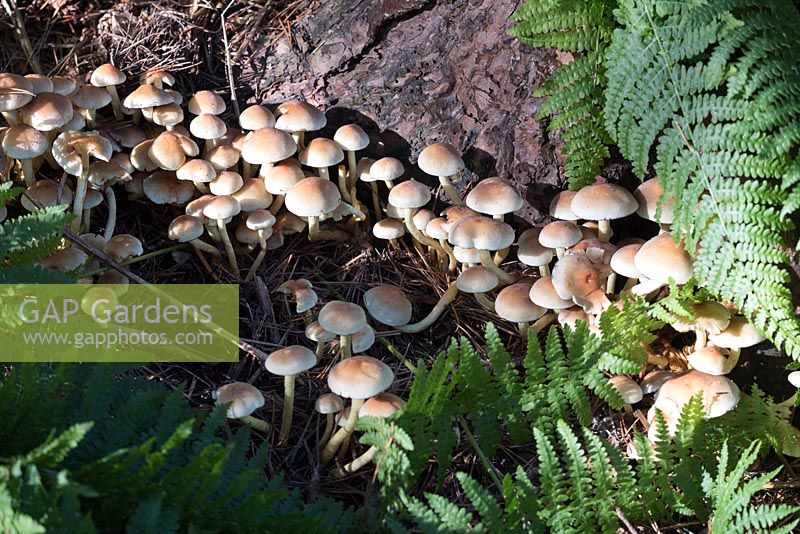 Mycena alcalina - mushrooms in wild neglected garden
