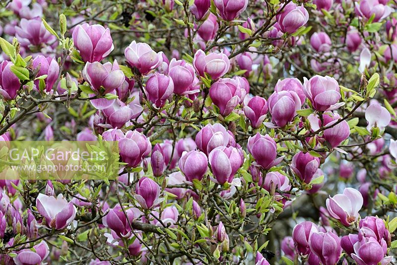 Magnolia x soulangeana 'Rustic Rubra'
