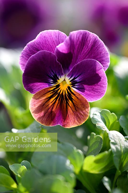 Viola cornuta sorbet 'Antique Shades'