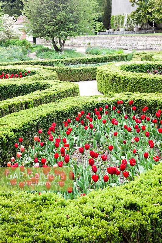 The Mount Vernon Garden. Tulips planted in enclosures of hedges of Buxus sempervirens. The American Museum, Bath. May