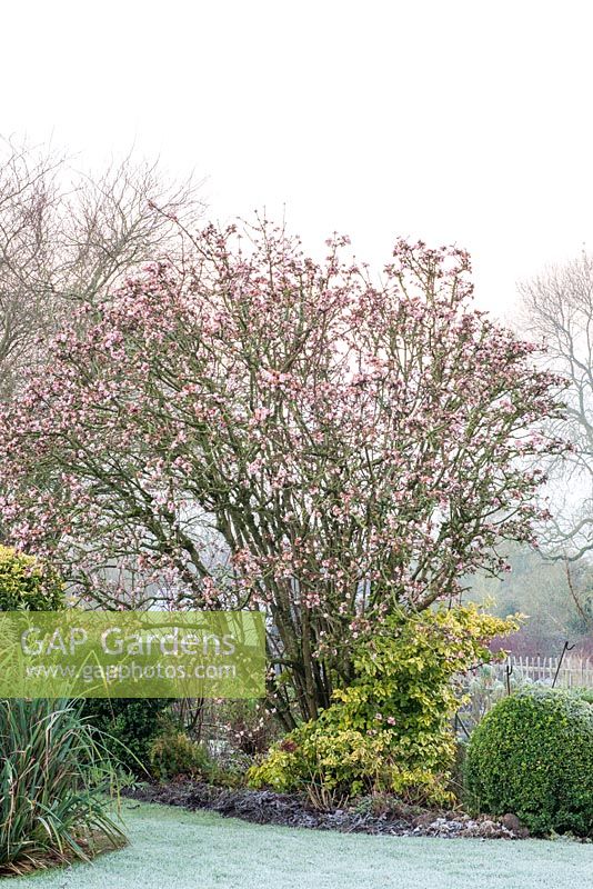 An old shrub of Viburnum bodnantense 'Dawn' provides winter blossom
