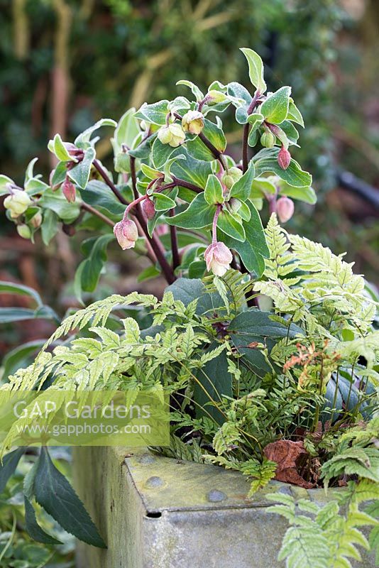 Hellebore and fern in an old water tank