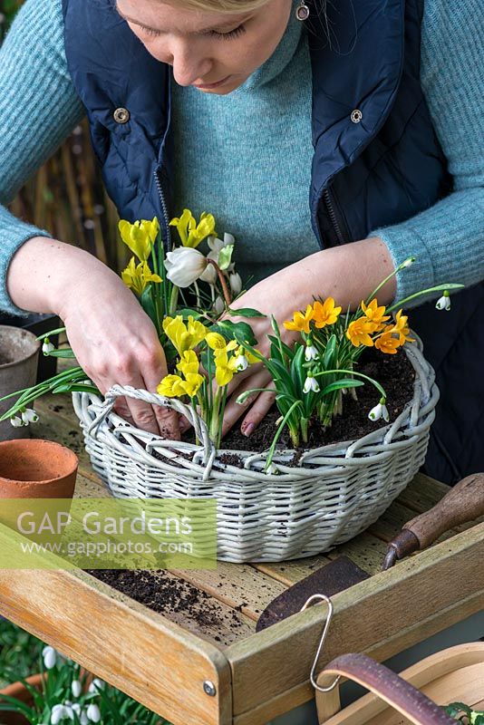 Step-by-Step Planting a January Basket. Fill the final gaps with violas.