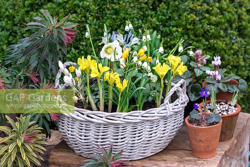 Step-by-Step January Basket, planted with Iris danfordiae, Helleborus niger, Galanthus 'Trym, winter aconites, white and yellow crocuses.