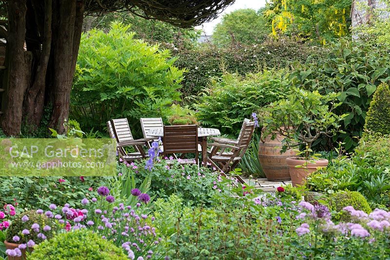 A patio with dinning table and chairs beneath a mature yew tree. In the foreground, a mixed border planted with Iris 'Jane Phillips', Allium 'Purple Sensation', roses, chives and topiary box in containers.