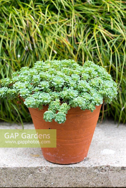 A terracotta container planted with Sedum pachyclados, a carpet forming succulent producing spikes of small white flowers in summer.