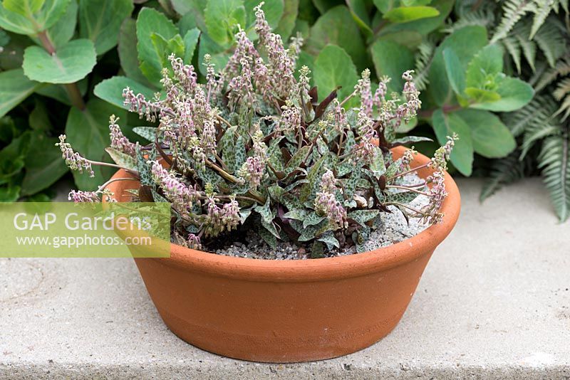 A terracotta container planted with Ledebouria socialis, the silver squill, an evergreen bulbous perennial native to South Africa.