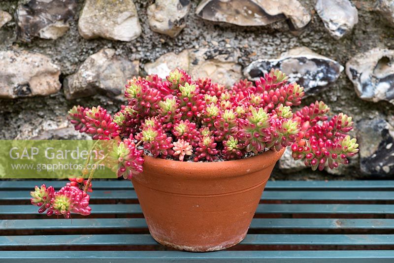 A terracotta container planted with Sedum pachyphyllum, a spreading ground hugging succulent.