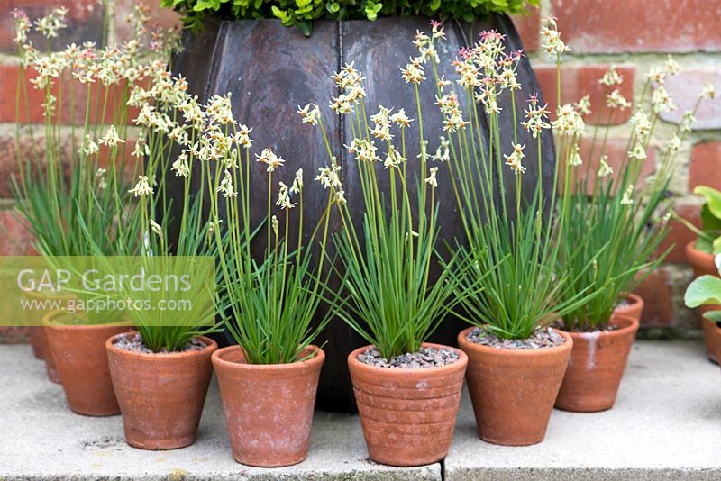 Terracotta pots of Tulbaghia leucantha, a small unusual bulb originating from South Africa.