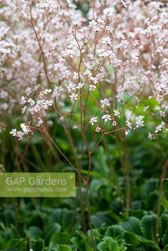 Saxifraga x urbium, London's Pride, is an evergreen perennial with short spikes of white flower in early summer.