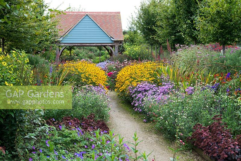 Autumn twin herbaceous borders punctuated by clumps of violet blue Aster amellus 'King George',  golden Rudbeckia fulgida, salvias, heleniums, hardy geraniums and coneflowers.