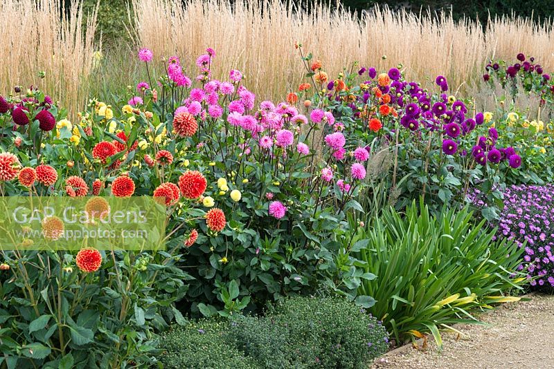 Autumn dahlia border, blended with asters and backed by Calamagrostis x acutiflora 'Karl Foerster'.