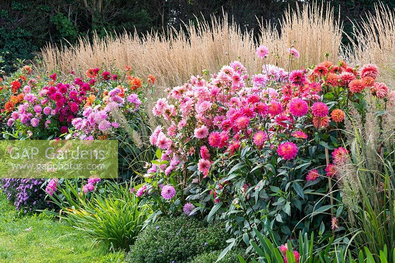 Autumn border with dahlias right to left -
 'Gretchen Hein', 'Amaran Troy', 'Purple Cottesmore' and 'Pink Loveliness'.