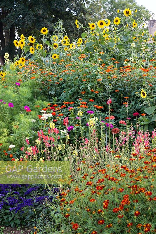 In the Annual Border, tall sunflowers tower over  tithonias, cosmos, snapdragons, zinnias, French marigolds and heliotrope.