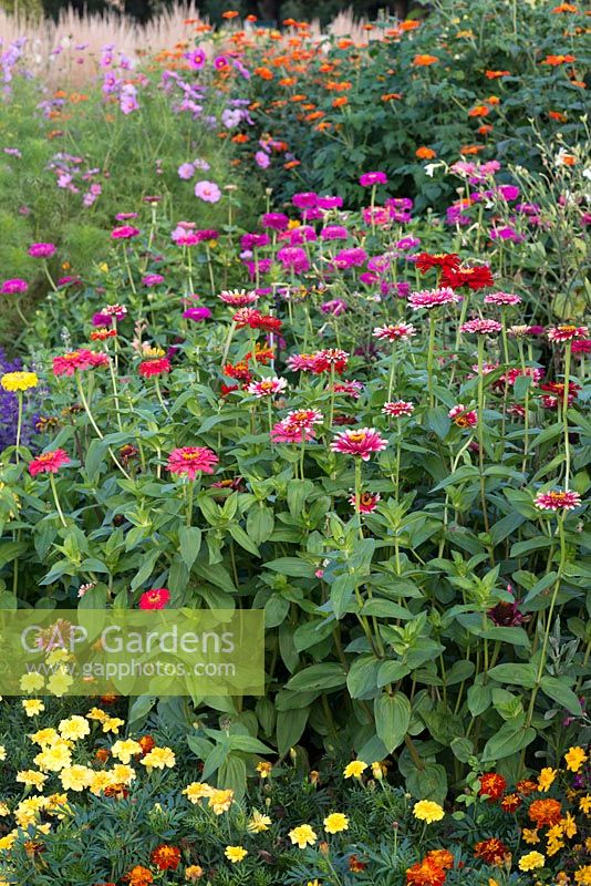 Annuals grown from seed, fill an autumn border with clumps of French marigolds, zinnias, cosmos and tithonias.