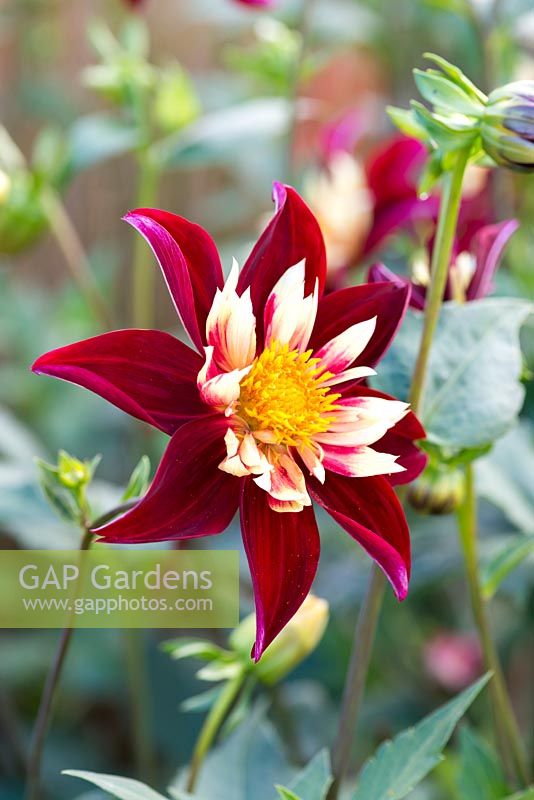 Dahlia 'Chimborazo', a burgundy and cream Collerette dahlia, flowering from August into autumn.