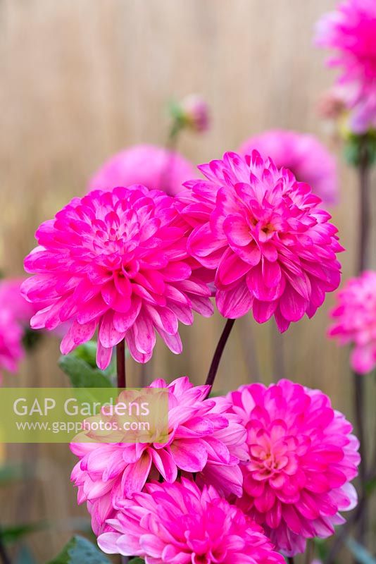 Dahlia 'Karma Lagoon', a pink Waterlily dahlia flowering from late summer until October.