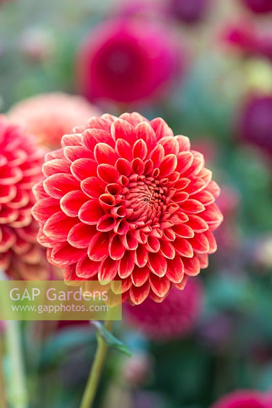 Dahlia 'Hexton Copper', a red Ball dahlia flowering from late summer until October.