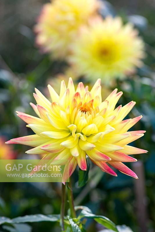 Dahlia 'Jessica', a red-tipped, yellow Cactus dahlia, flowering from August into autumn.