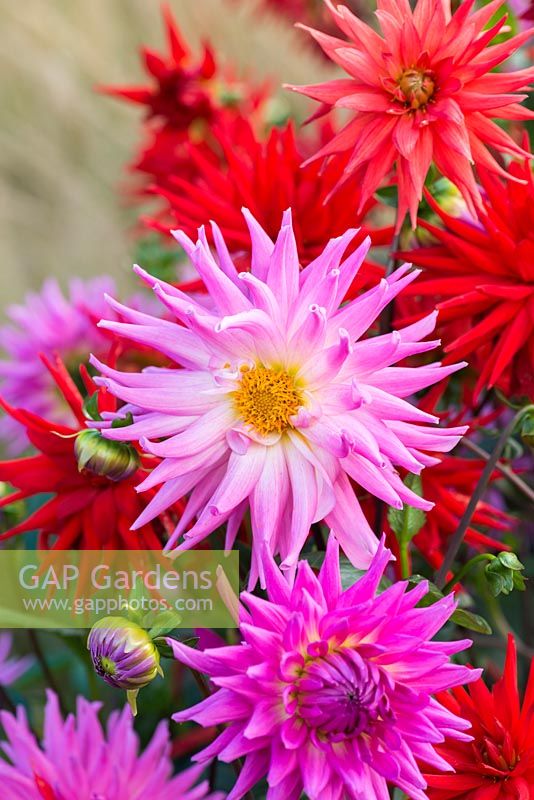 Pink Dahlia 'Parkland Rave' in front of red Dahlia 'Perfectos', both cactus dahlias flowering from August into autumn.