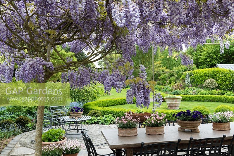 A pergola bears the fragrant climber, Wisteria sinensis, Chinese wisteria, above a terrace with dining table and pots of pink diascia and blue petunia. Beyond lies a circular patio with table and chair and circular lawn enclosed in low box hedging.