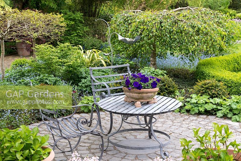 Circular stone patio with chairs and table with pot of blue petunias. Beyond, a bed is planted with weeping birch, yew balls, acer and amelanchier standards.