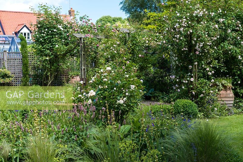 Rose pergola with Rosa 'Felicite Perpetue', 'New Dawn', 'Coral Dawn' and 'Madame Alfred Carriere'. Seen over bed of alchemilla, bistort,  sisyrinchium and white Rosa 'Macmillan Nurse'.