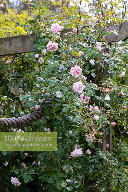 Pergola with rope supporting climbing Rosa 'New Dawn'.