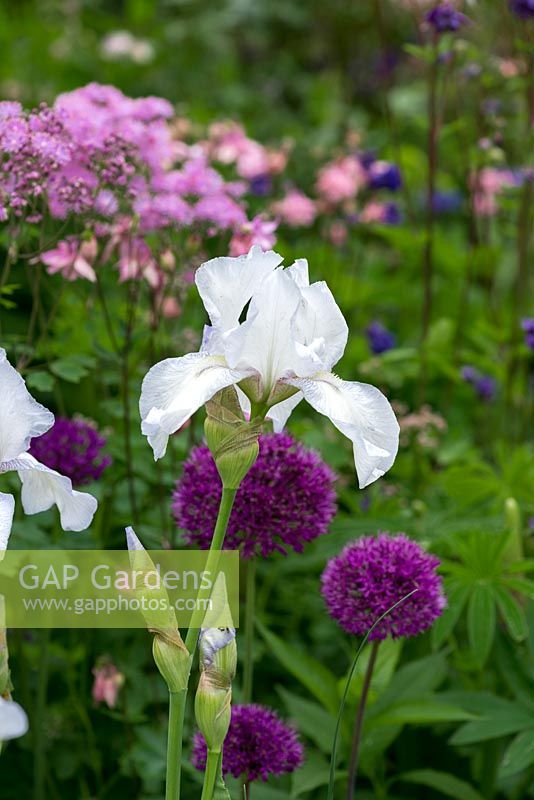 Iris 'English Cottage', tall bearded iris with blue veins, flowering with Allium 'Purple Sensation', aquilegia and thalictrum.