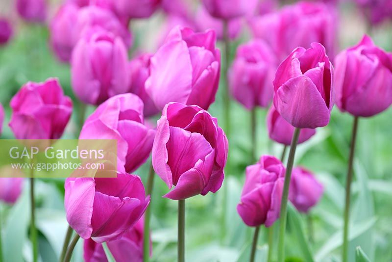 Tulipa 'Van der Neer', April, Surrey, England, UK