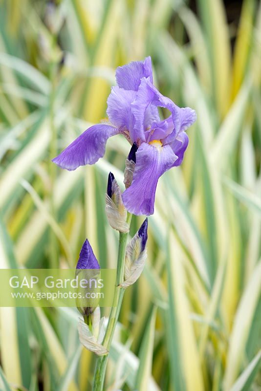 Iris pallida variegata, May, Surrey, England, UK