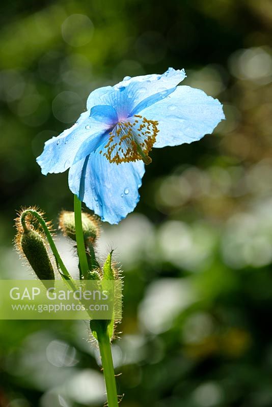 Meconopsis 'Lingholm'. Himalayan Blue Poppy, May, Surrey, England, UK