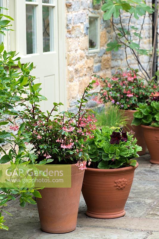 Terracotta pots planted with Begonia and Pelargonium.